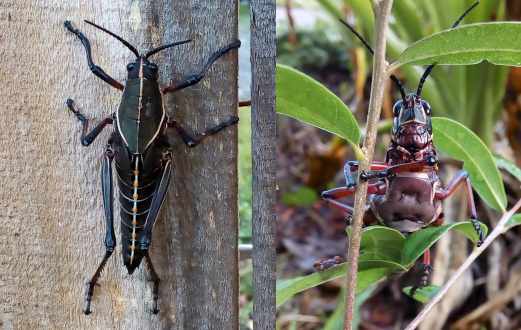 [Two photos spliced together. On the left is a top-down view of a grasshopper nymph holding the edges of a verticle wooden board which is part of a fence. Nearly all parts of the grasshopper are a very dark brown. No wings are visible. The center spine portion of the body is a yellow-green as are the edges of the body sections both in the main body and the tail end. The photo on the right is an underside view of a grasshopper as it holds the stem of a plant with alternating leaves. The underside of the upper body seems to be a solid section similar to the underside of a turtle and is a maroon-brown color with two indented sections. This nymph seems to have longer antenna than the other one. ]